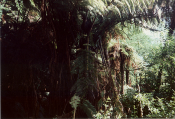 tree ferns