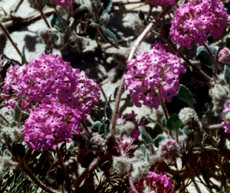 Sand Verbena